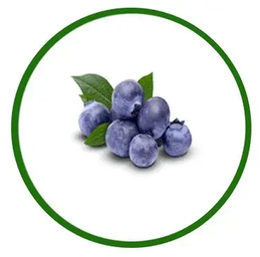 Mirtilo/Blueberries