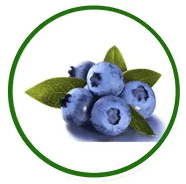 Mirtilo / Blueberries