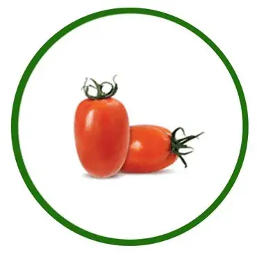 Tomate Italiano                       
